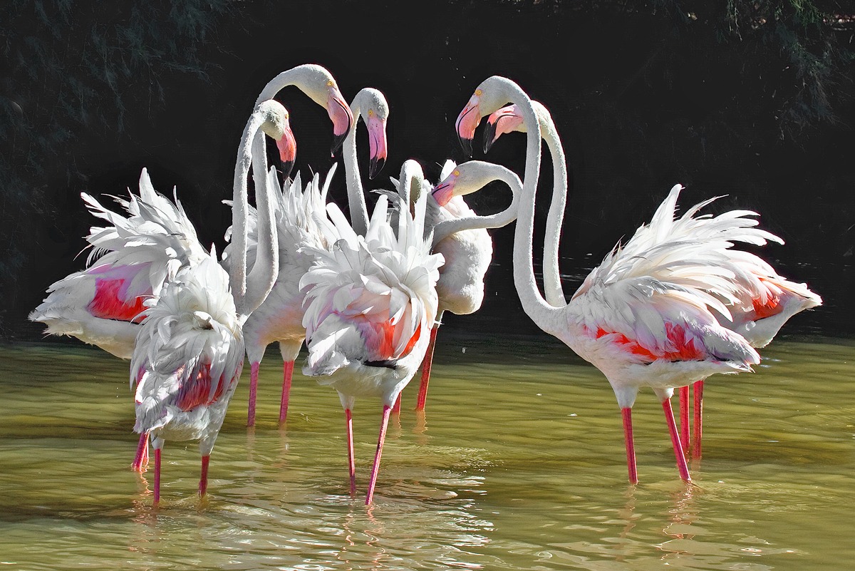 Chiacchere tra fenicotteri