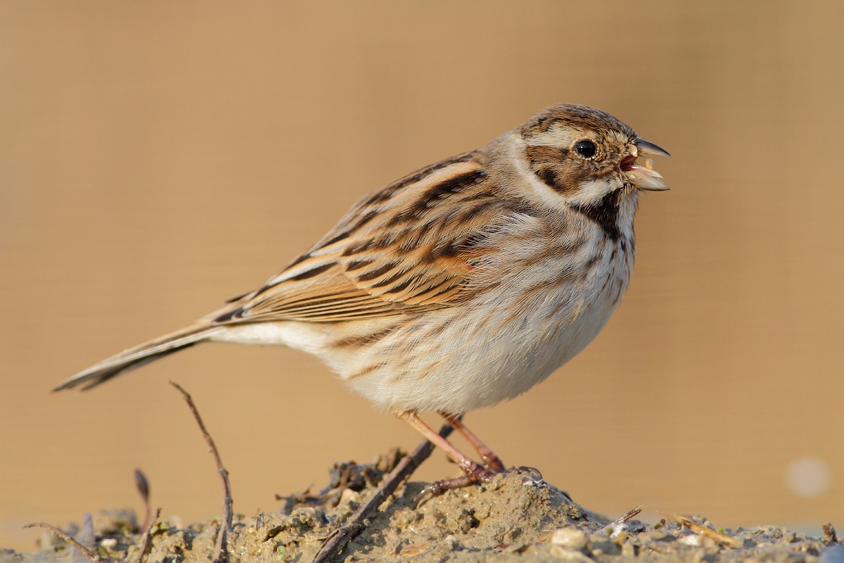 Reed Bunting