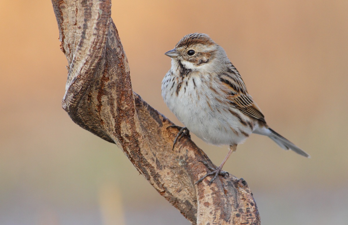 Reed Bunting
