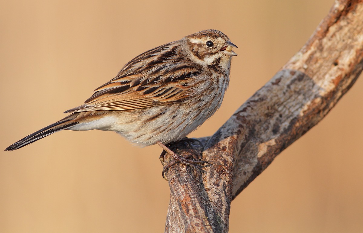 Reed Bunting