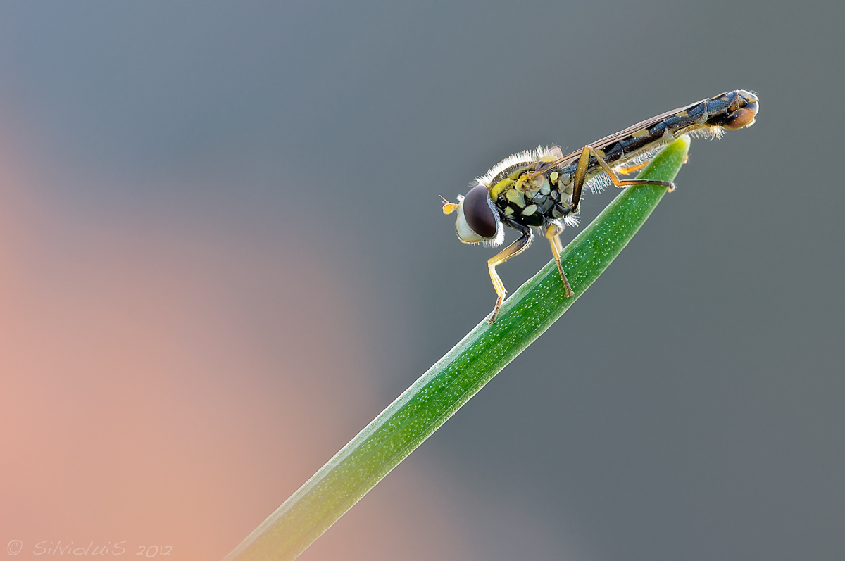 Sphaerophoria scripta