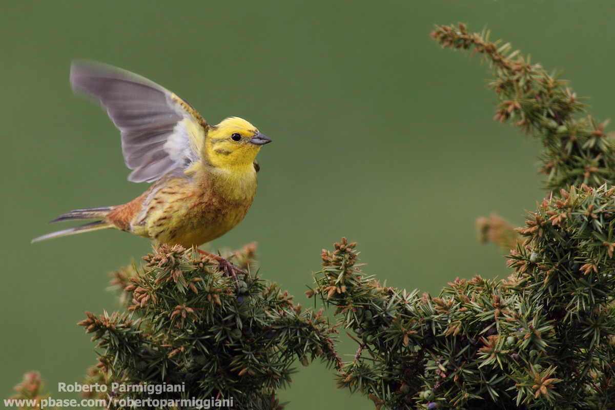 Composizione con zigolo giallo