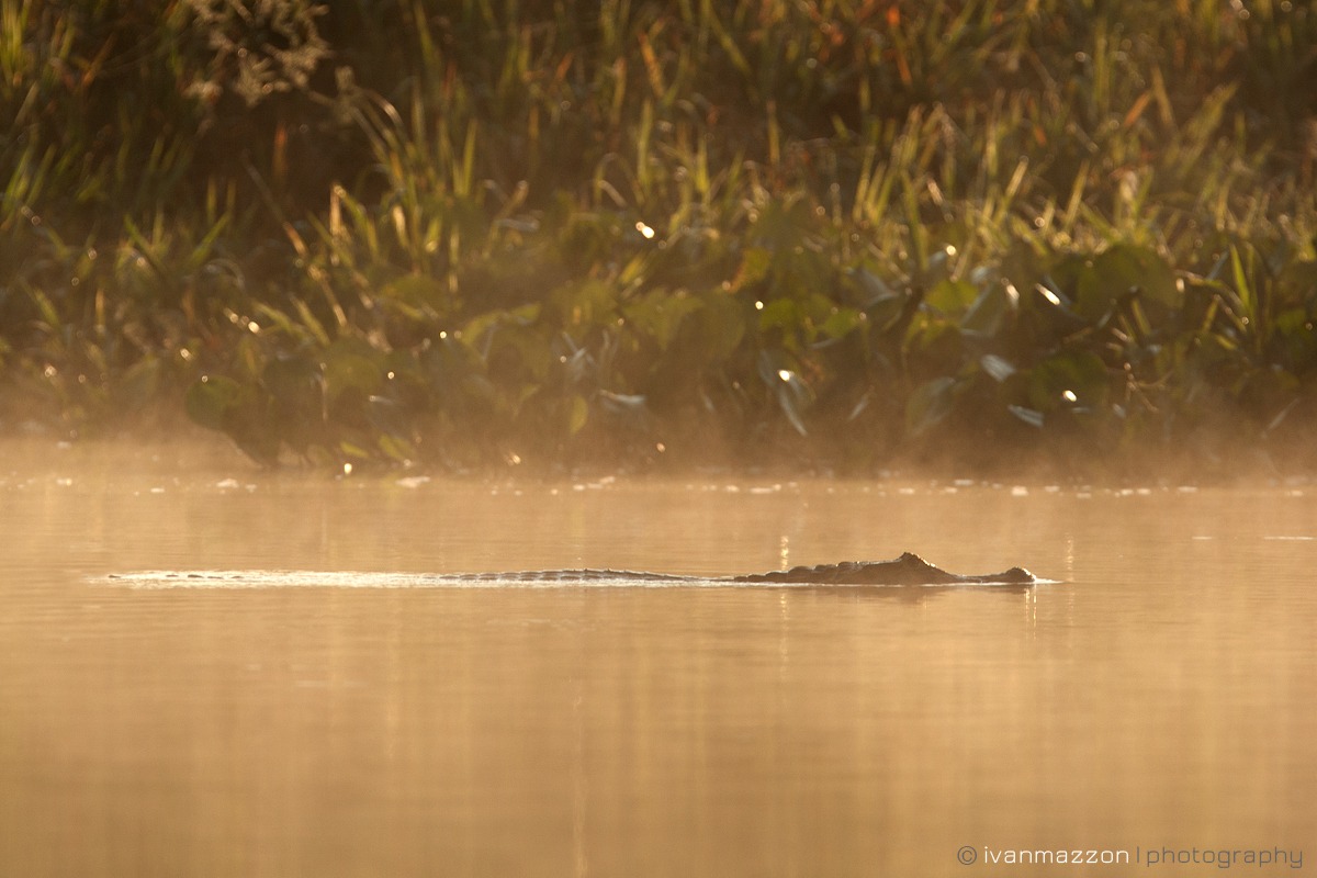 Spinti dalla corrente