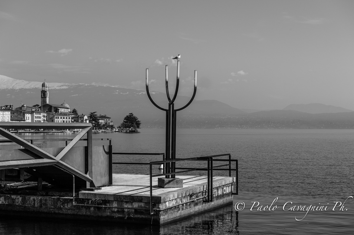 Passero Solitario b/n