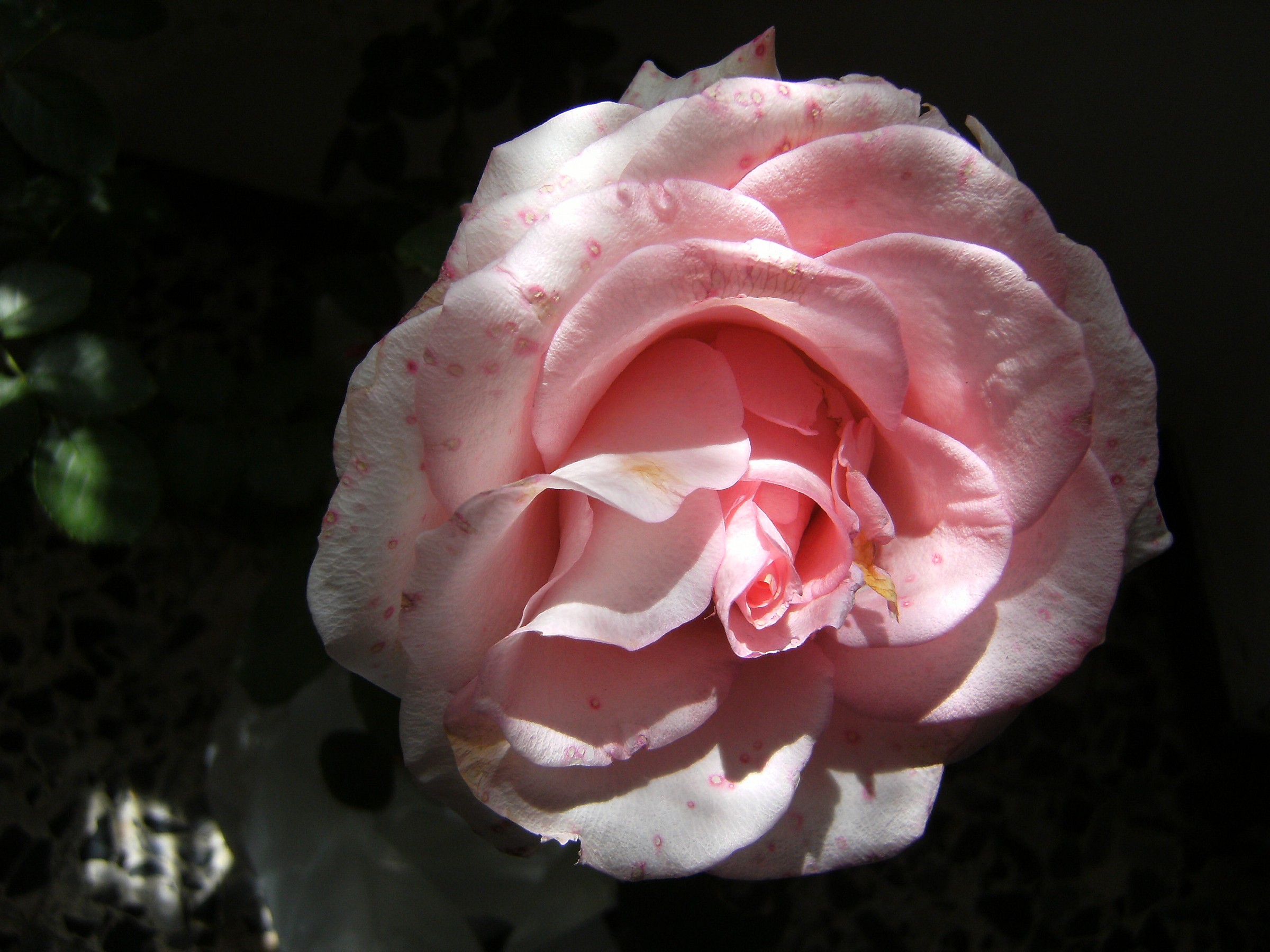 natura meravigliosa - dedicata ad una rosa catalana.