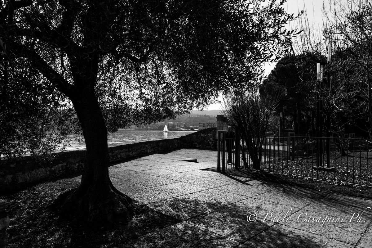 L'ulivo e la vela in b/n