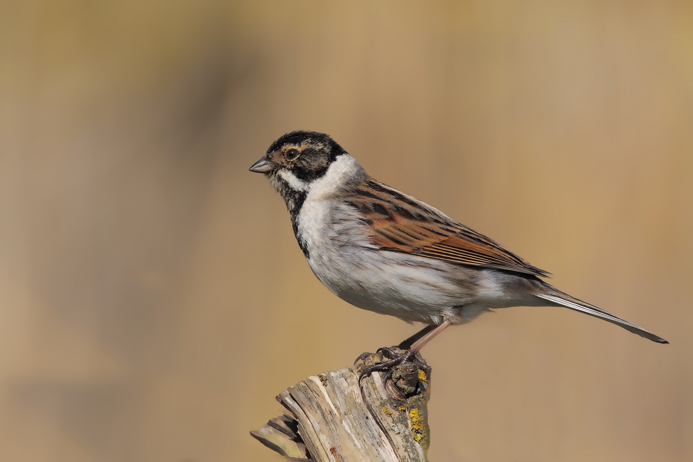 test migliarino 4000 pixels