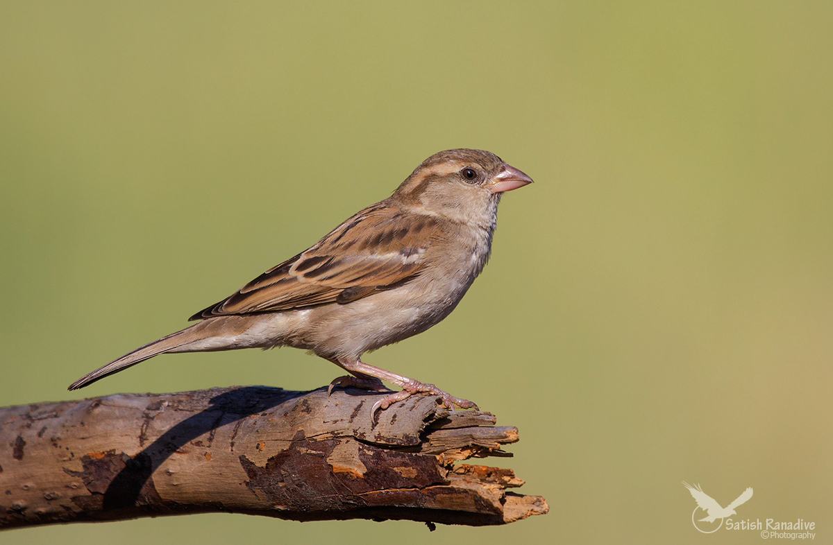 House Sparrow.