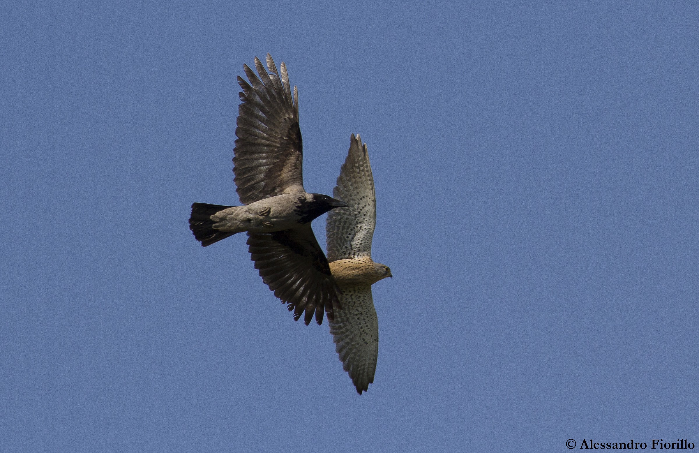 Hooded Crow against Kestrel
