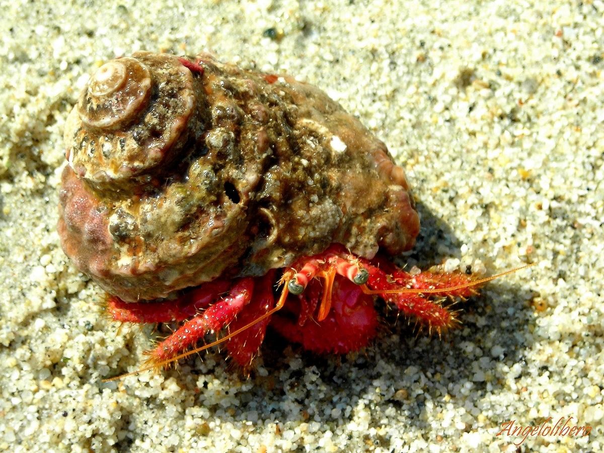 Hermit crab