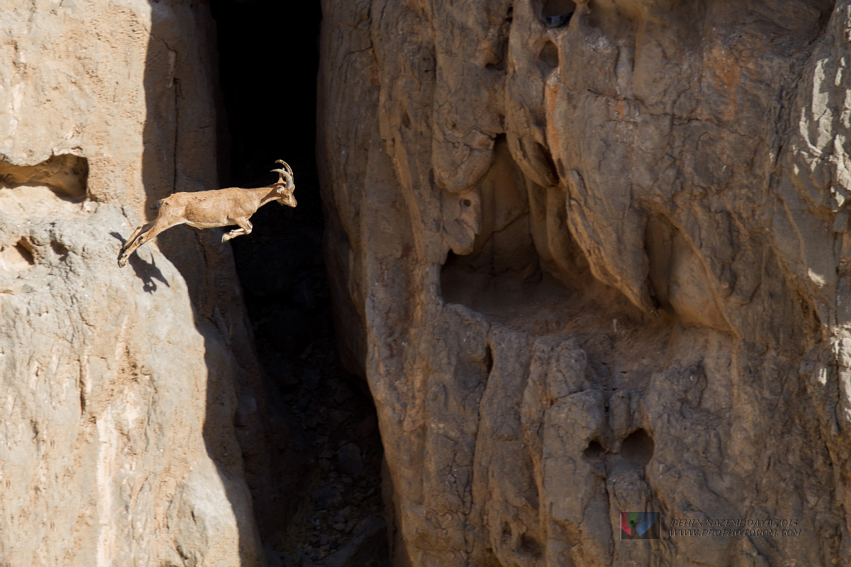 Capra selvatica