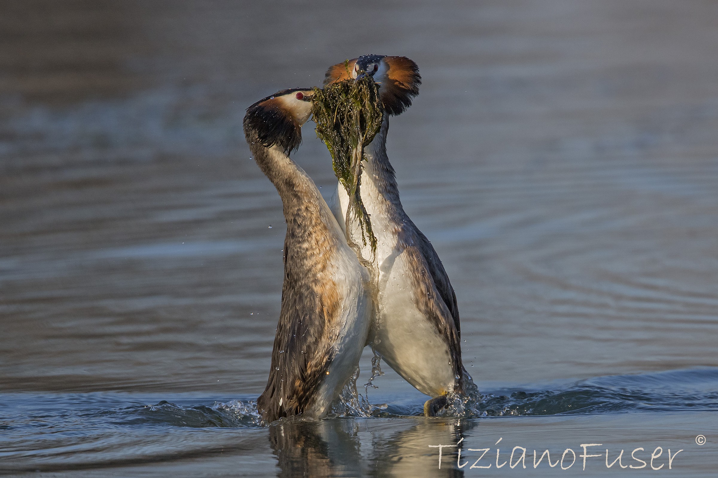 svassi maggiori danza di corteggiamento