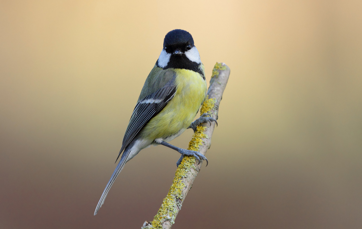 Great Tit