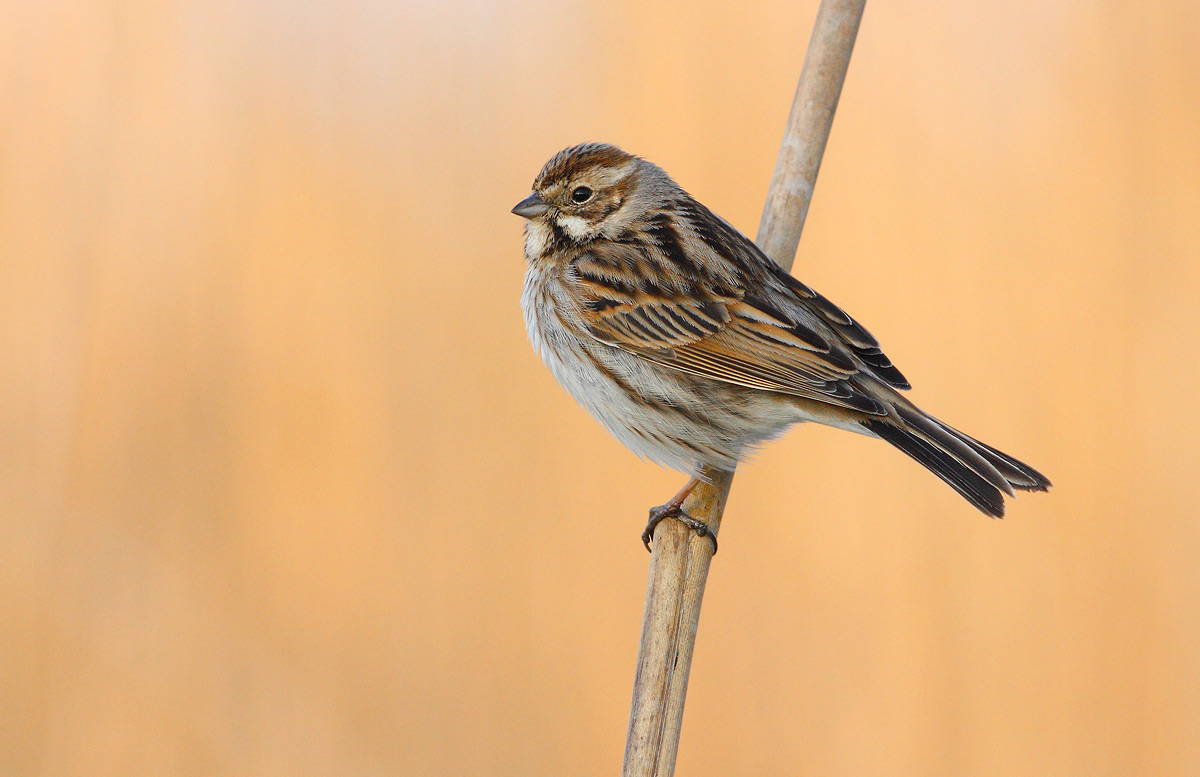 Reed Bunting