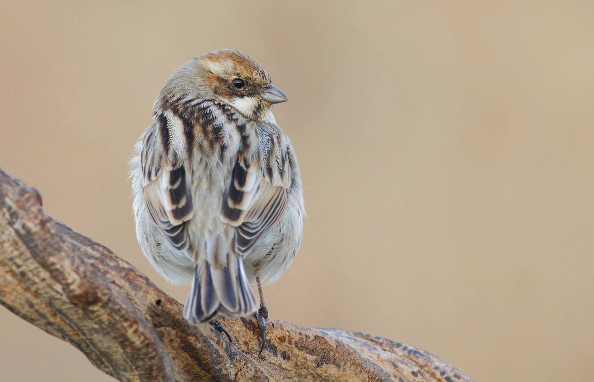 Reed Bunting