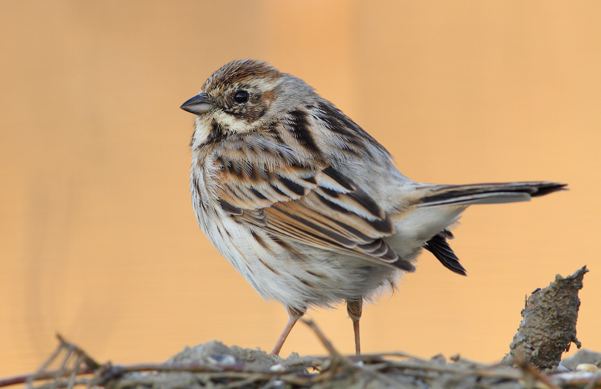 Reed Bunting