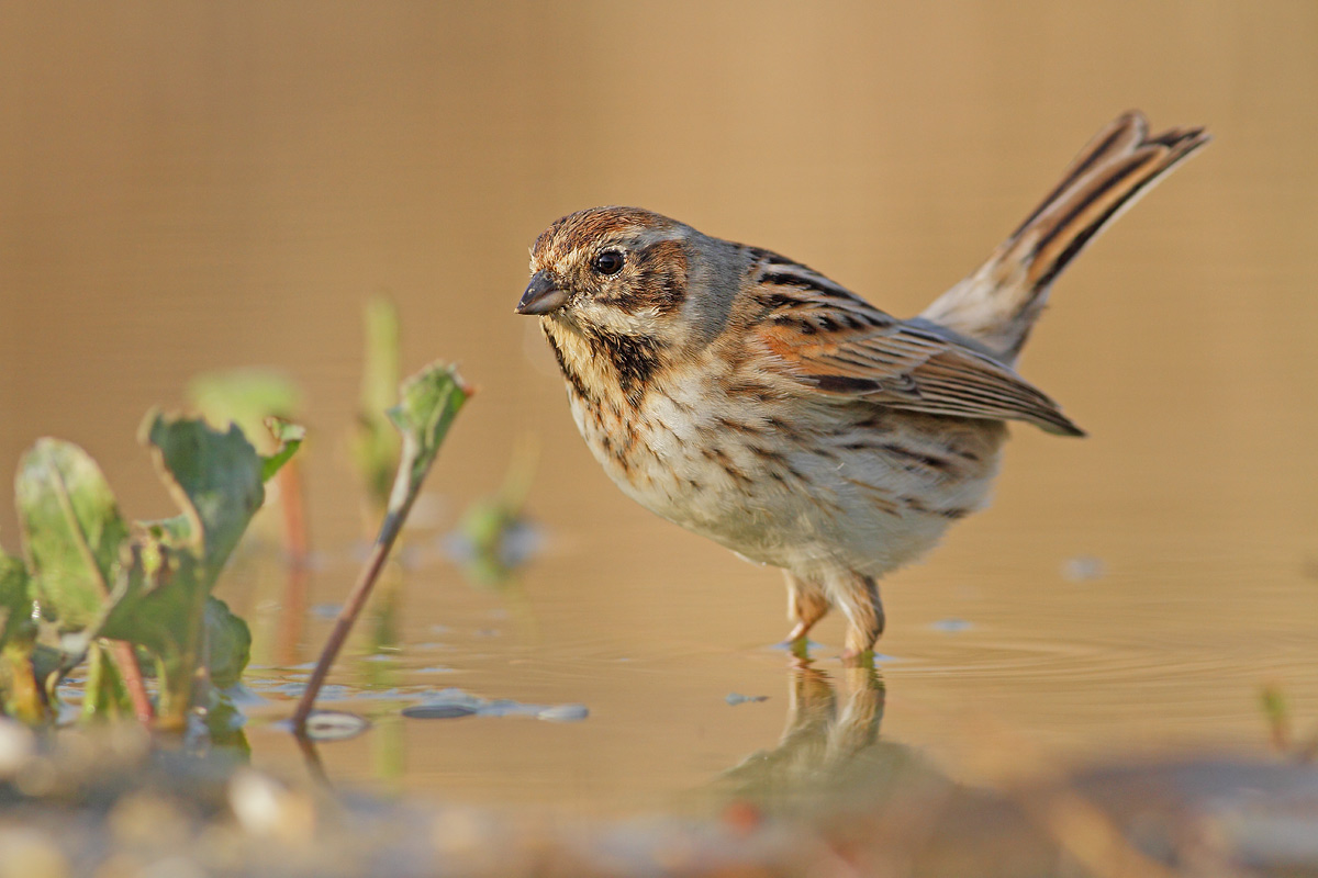 Reed Bunting