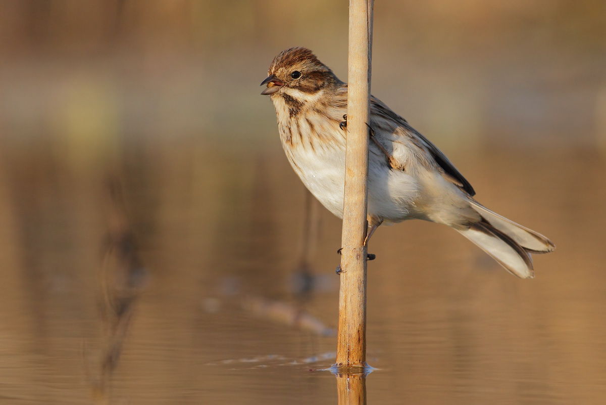 Reed Bunting