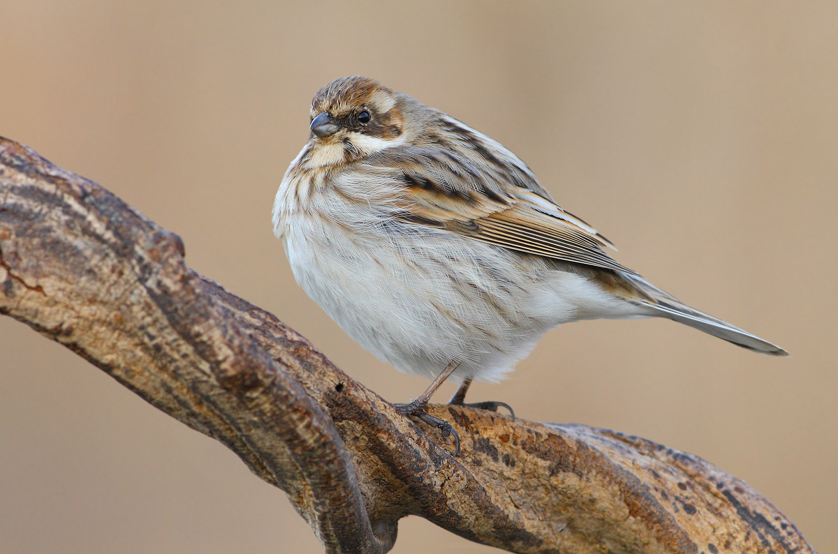 Reed Bunting