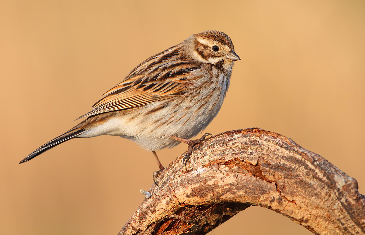 Reed Bunting