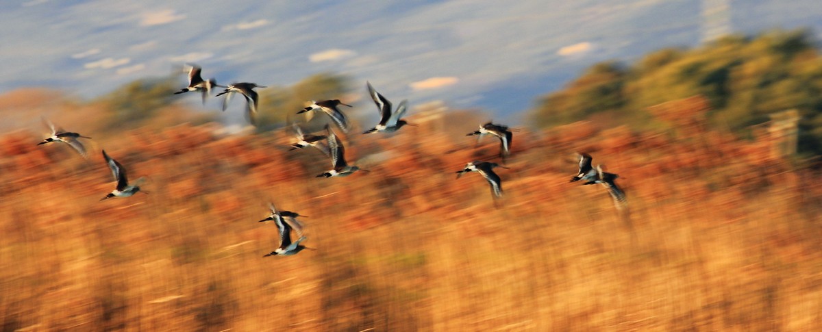 Dreaming Pittime ...