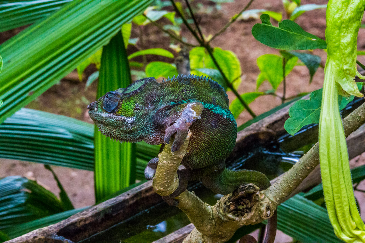 Chameleon