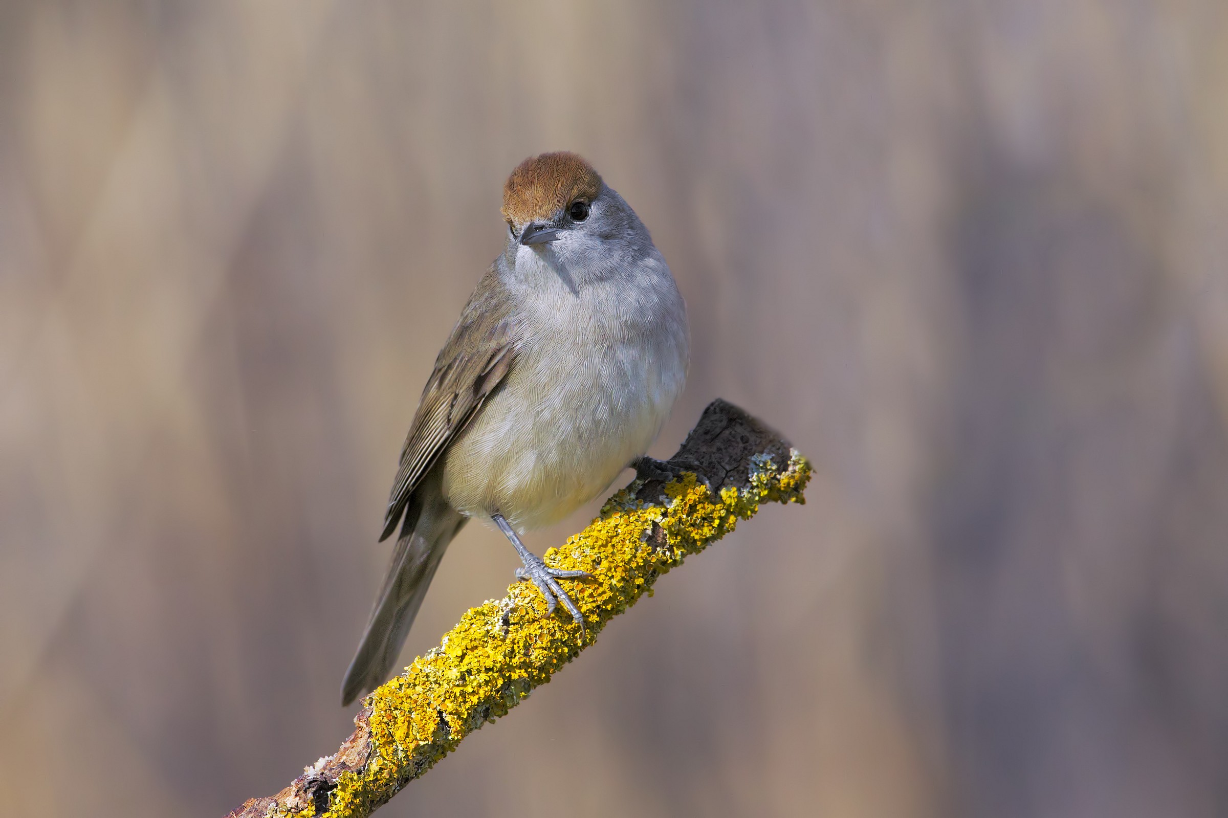 Blackcap femina