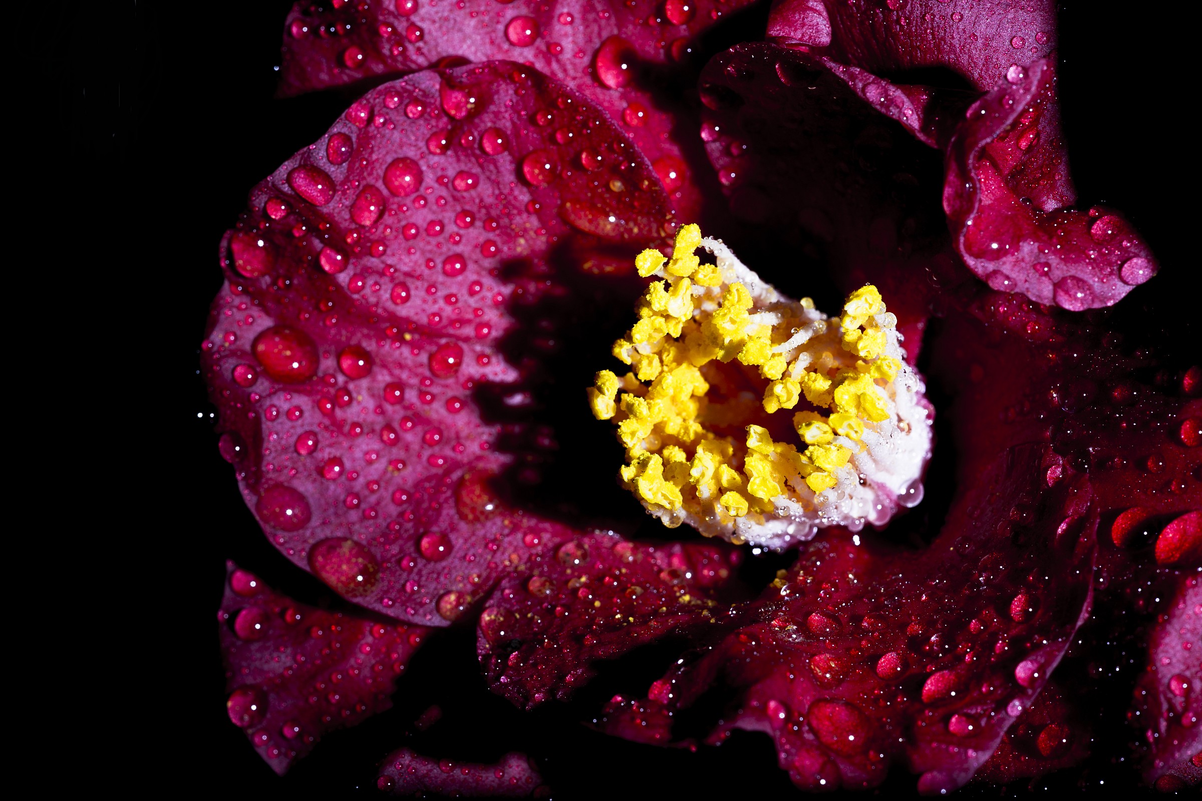 il flash bacia i belli