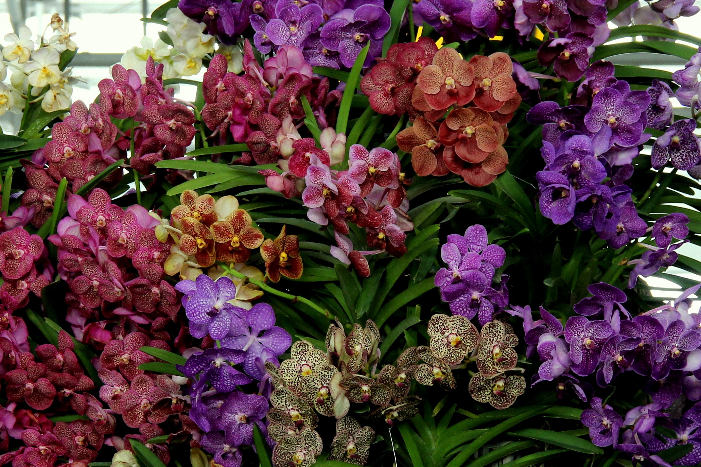 Meravigliose orchidee