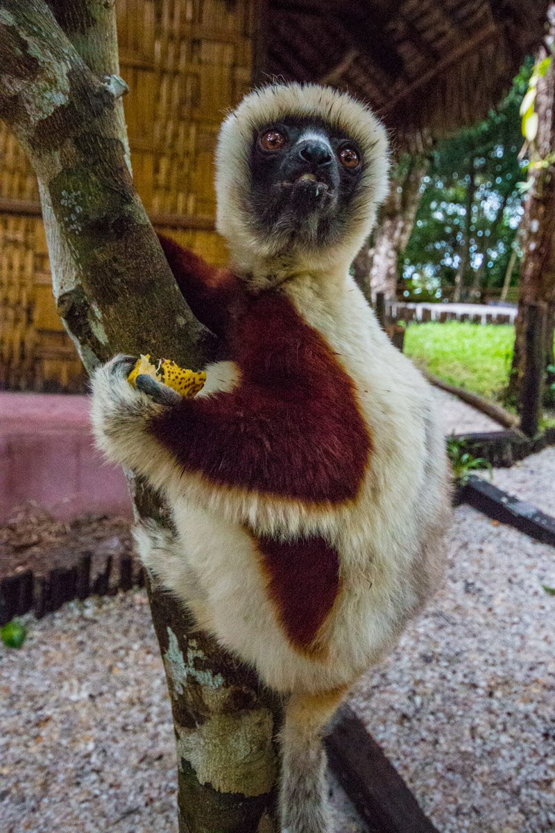 Lemur