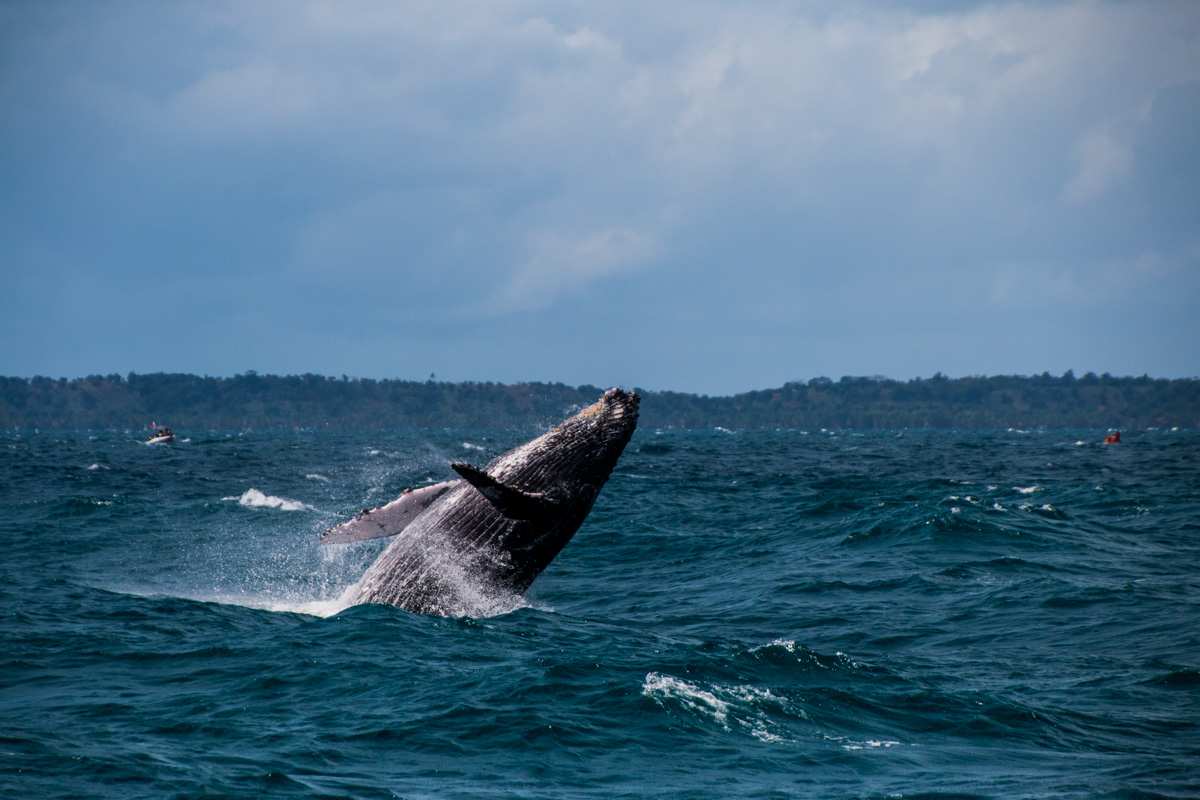 Humpback Whale
