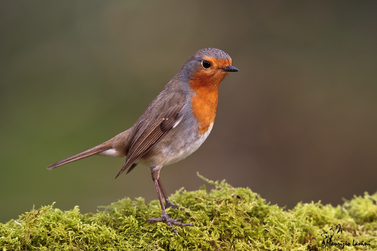 Look how beautiful !!