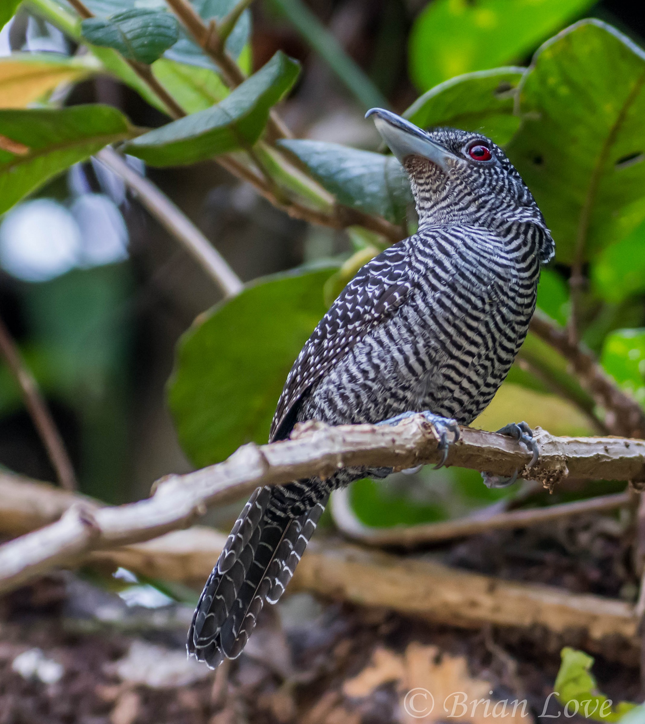 Fasciated Antshrike