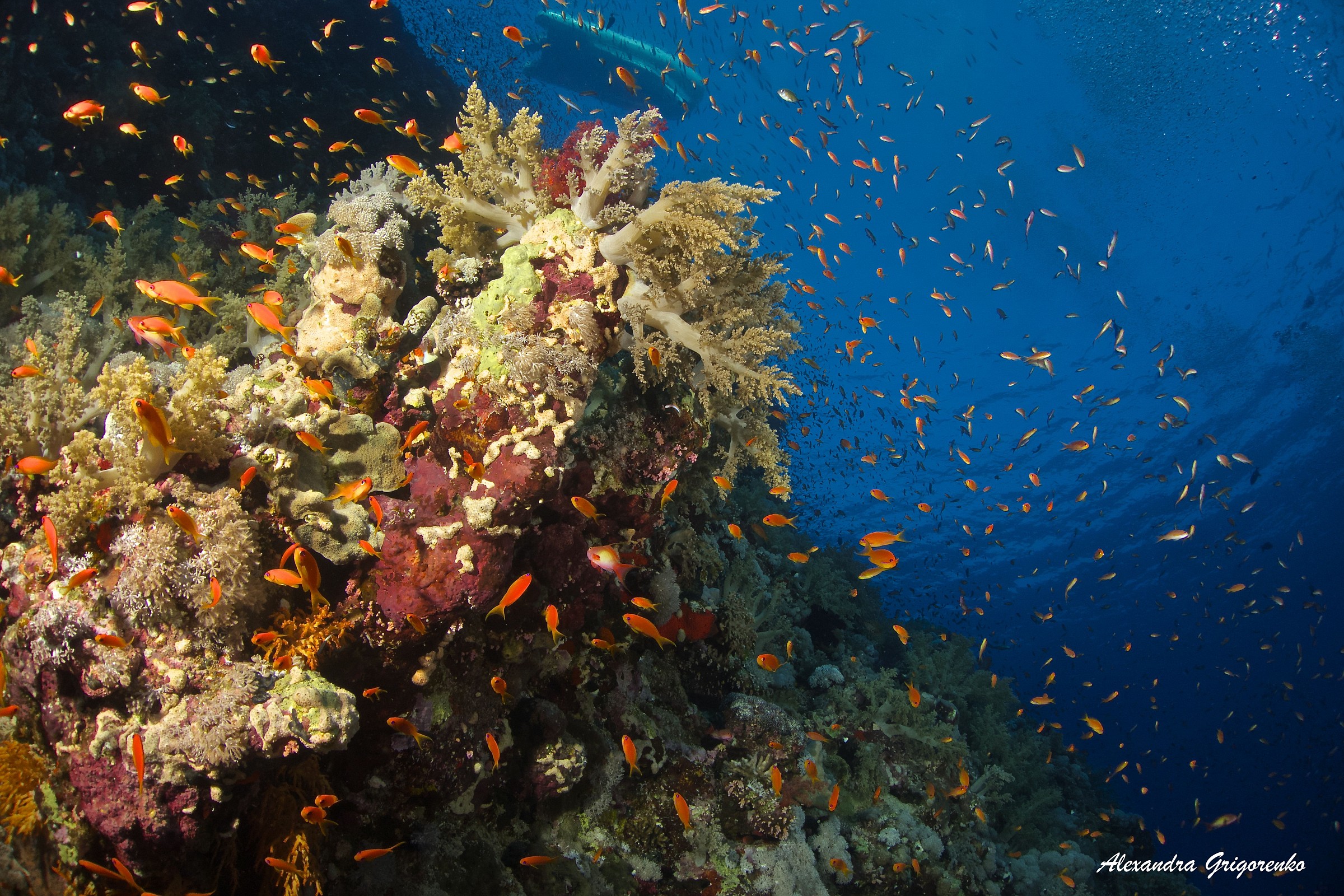 Elphinstone reef