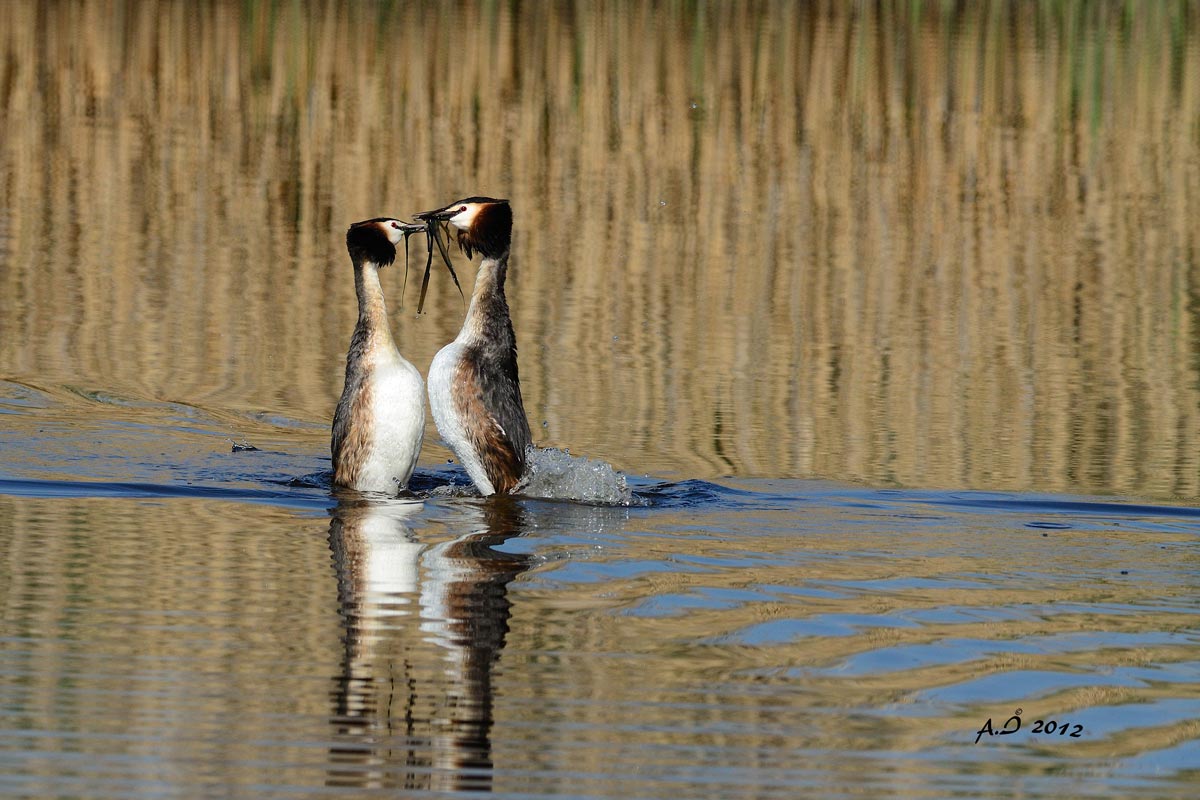 Grebes