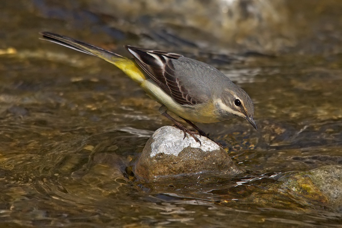 Grey Wagtail hunt