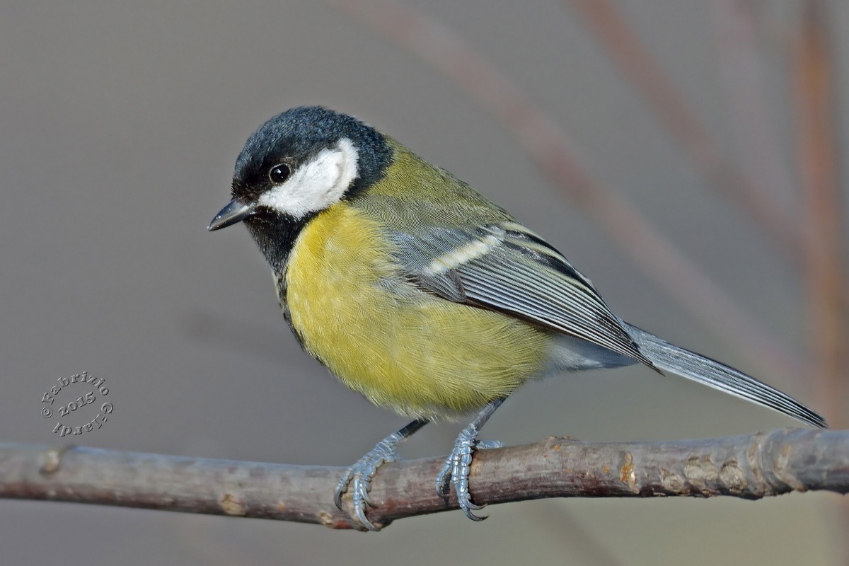 Cinciallegra (Parus major)
