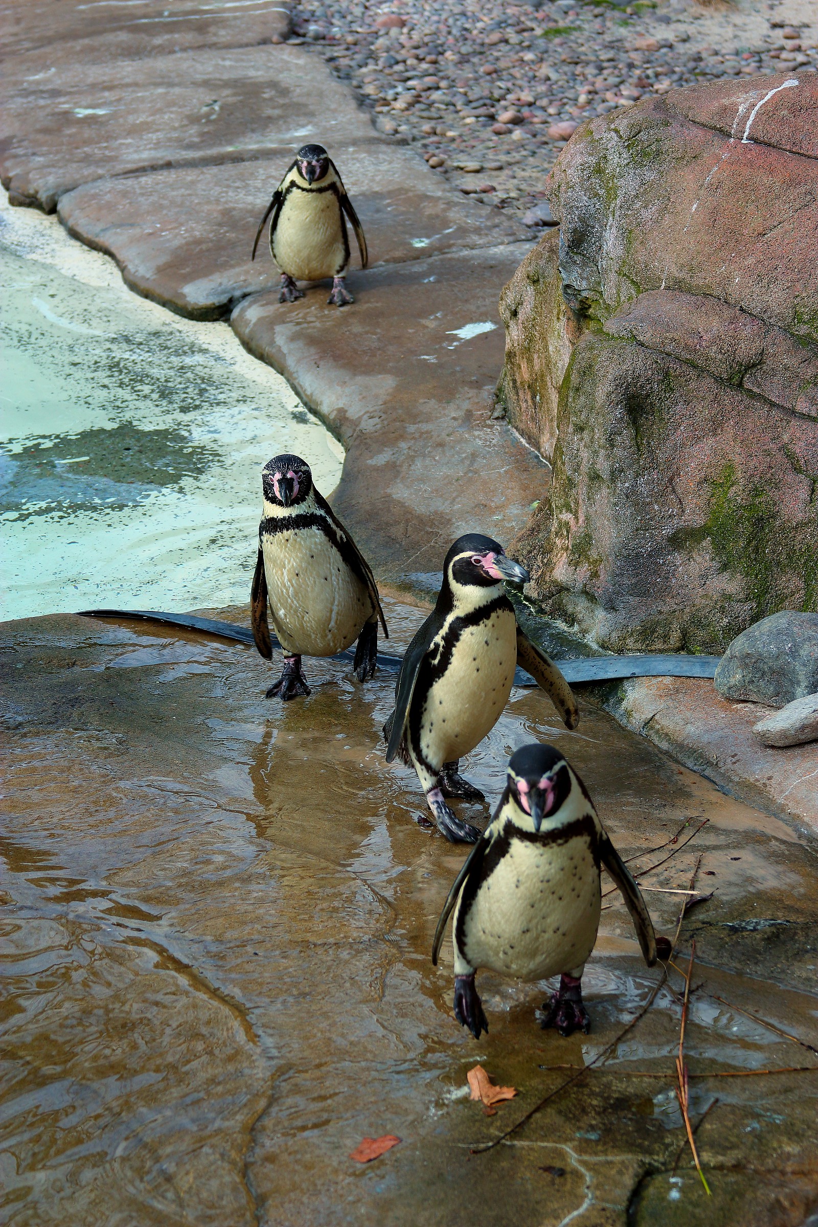 Skipper, Kowalski, Rico and Soldier