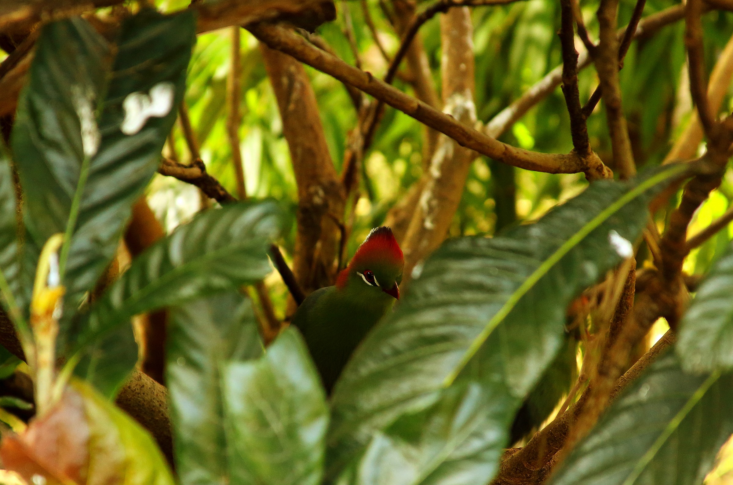 Turaco