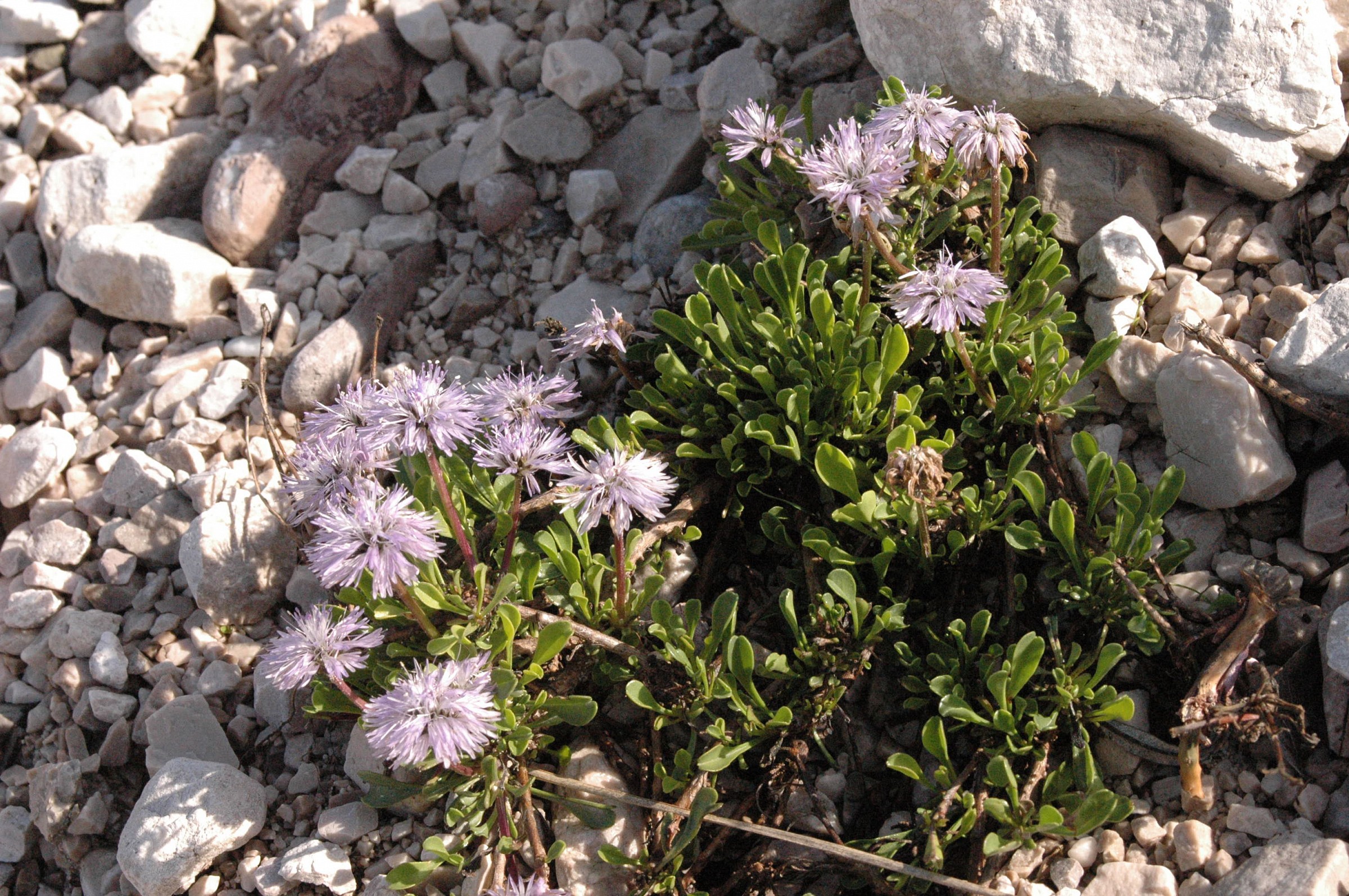 globularia