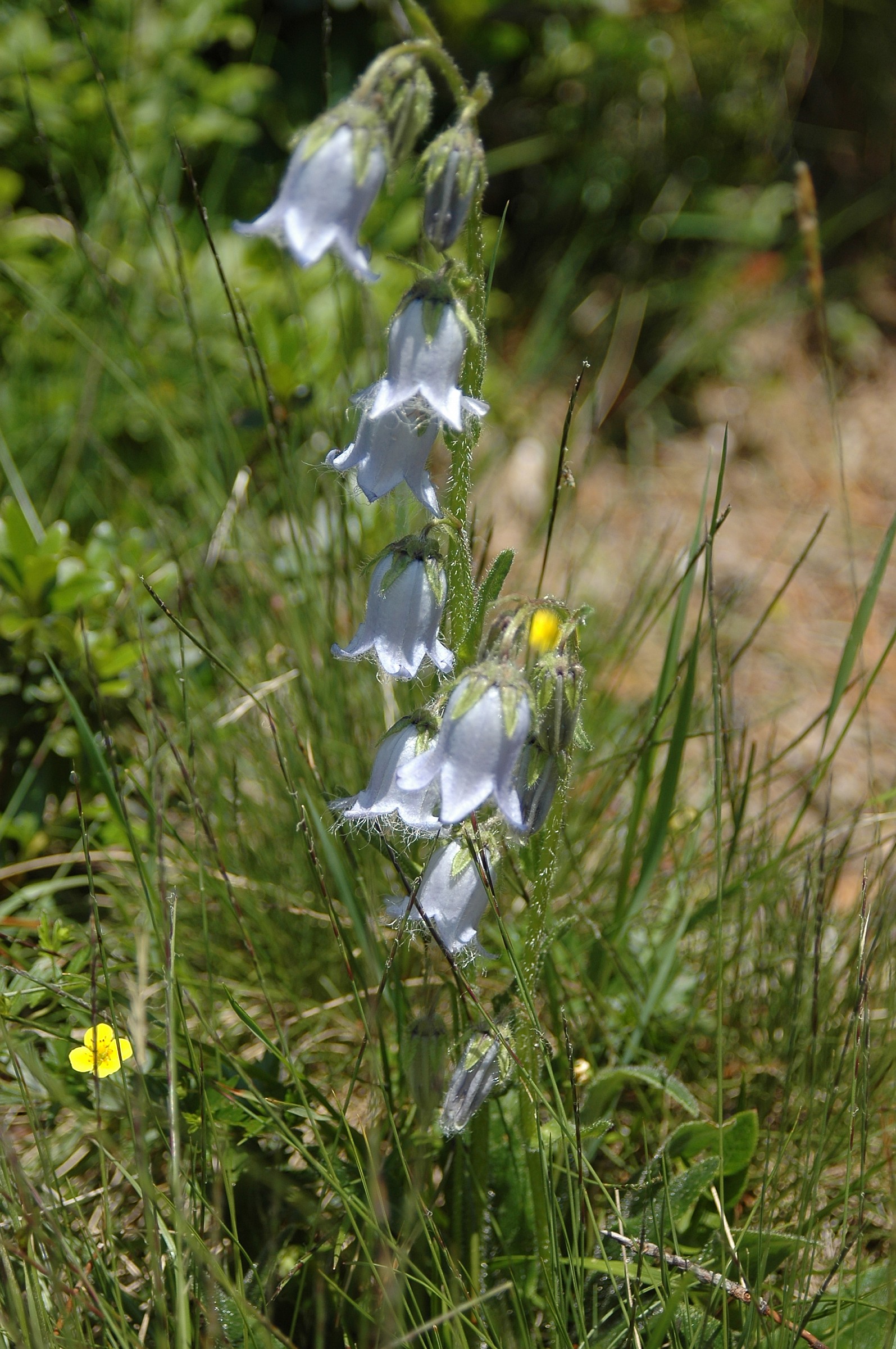 campanula