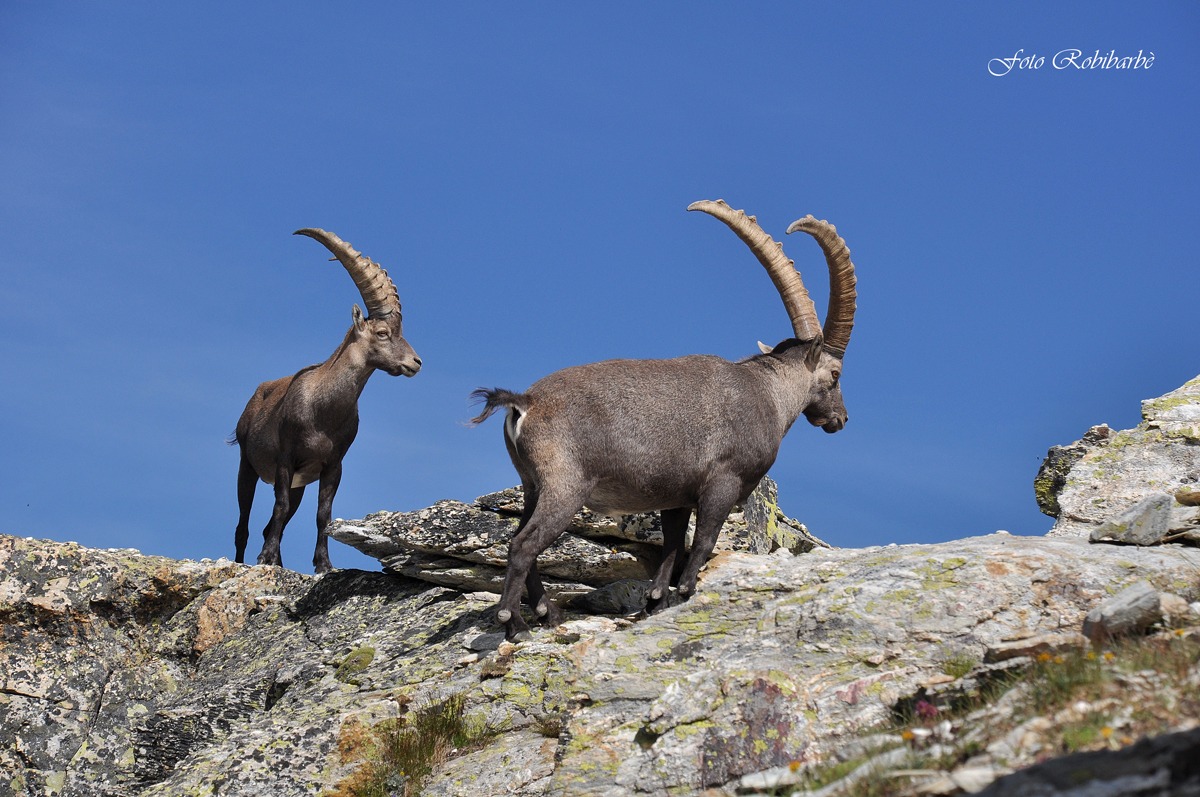Lassù sulle alte cime....