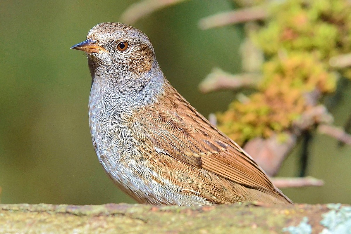 The Dunnock