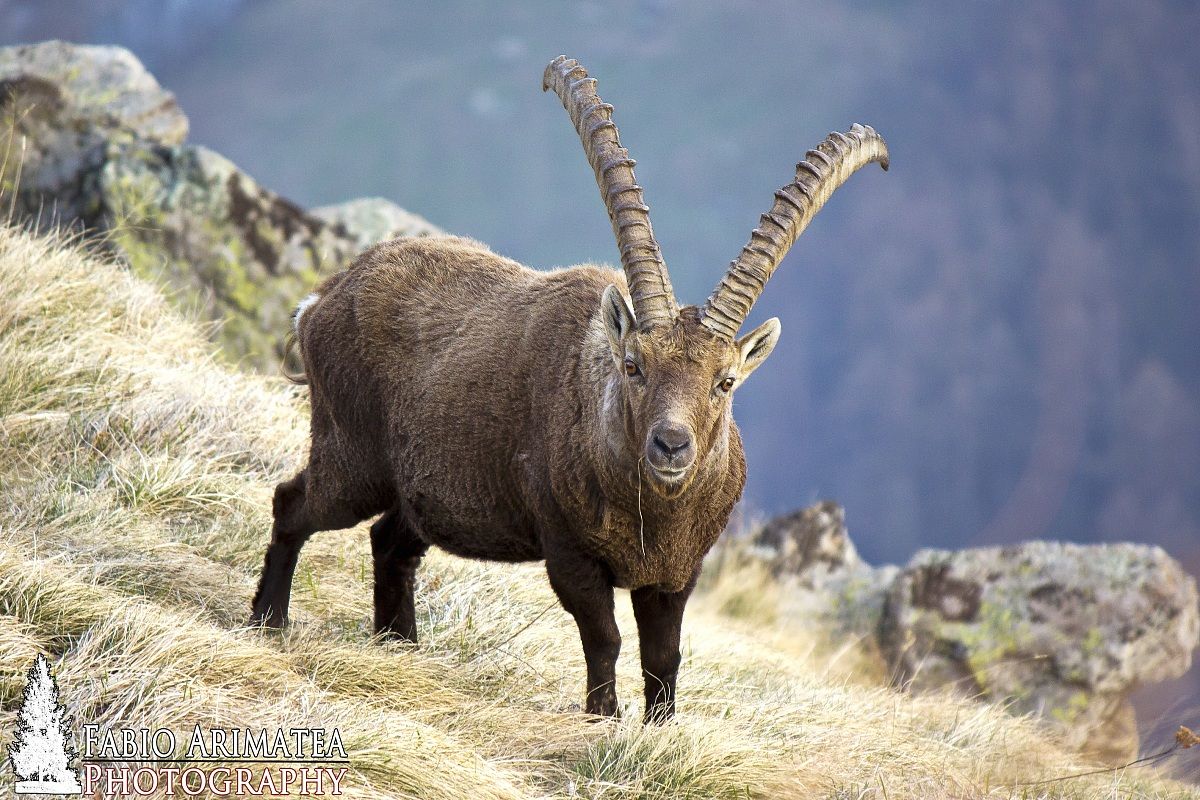 Stambecco