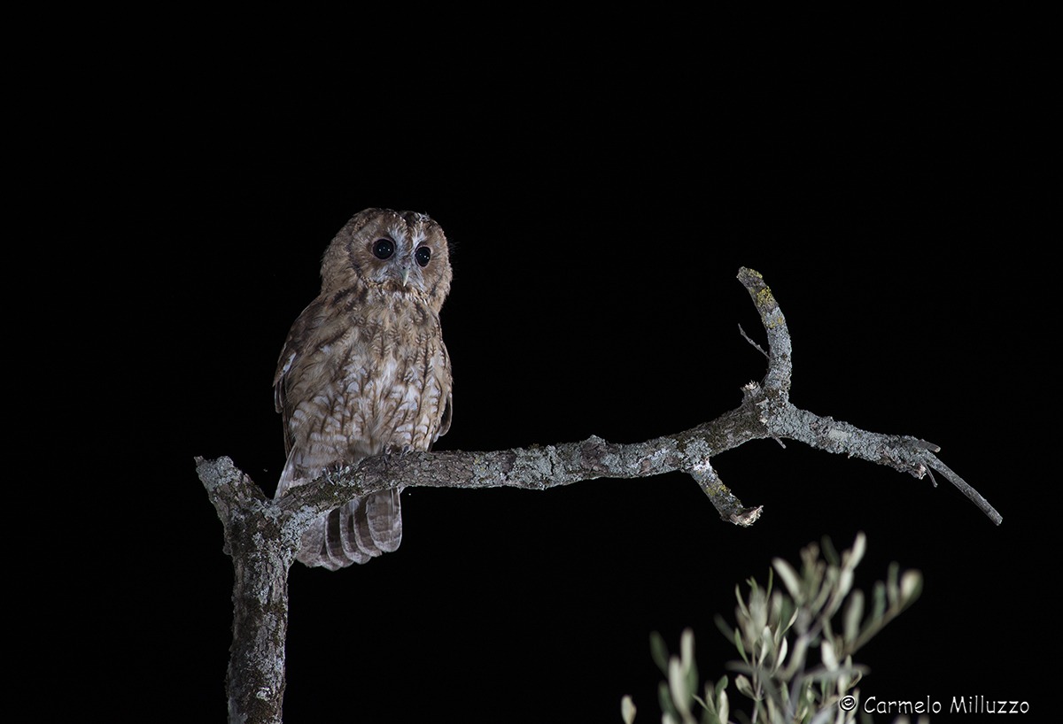 Il mio amico Allocco _Strix aluco_