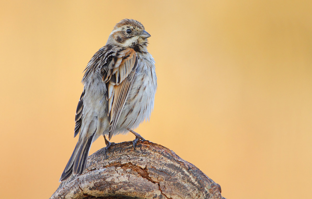 Reed Bunting