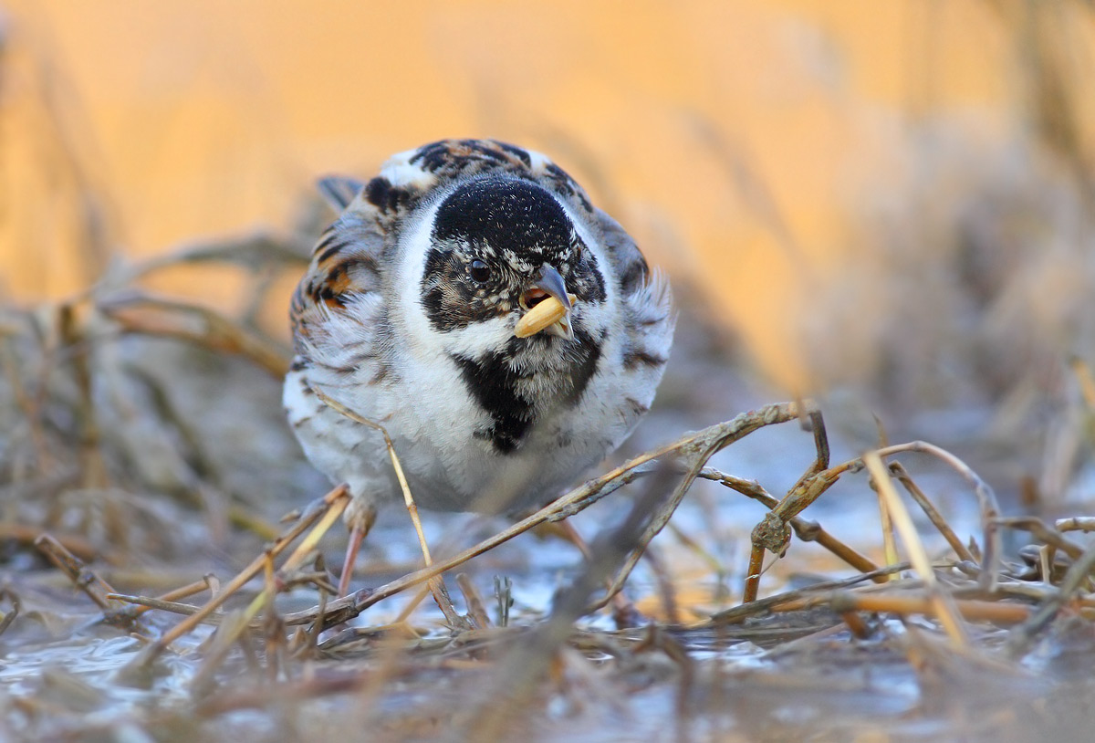 Reed Bunting