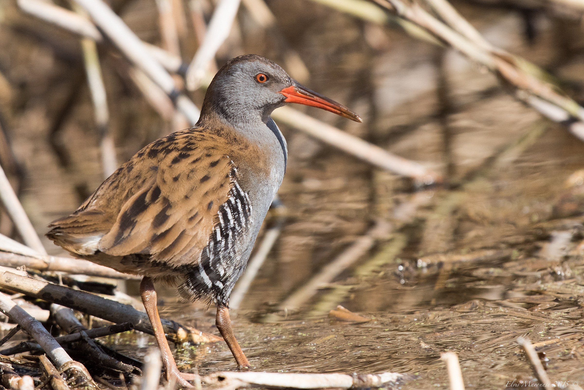 Il mio primo Porciglione