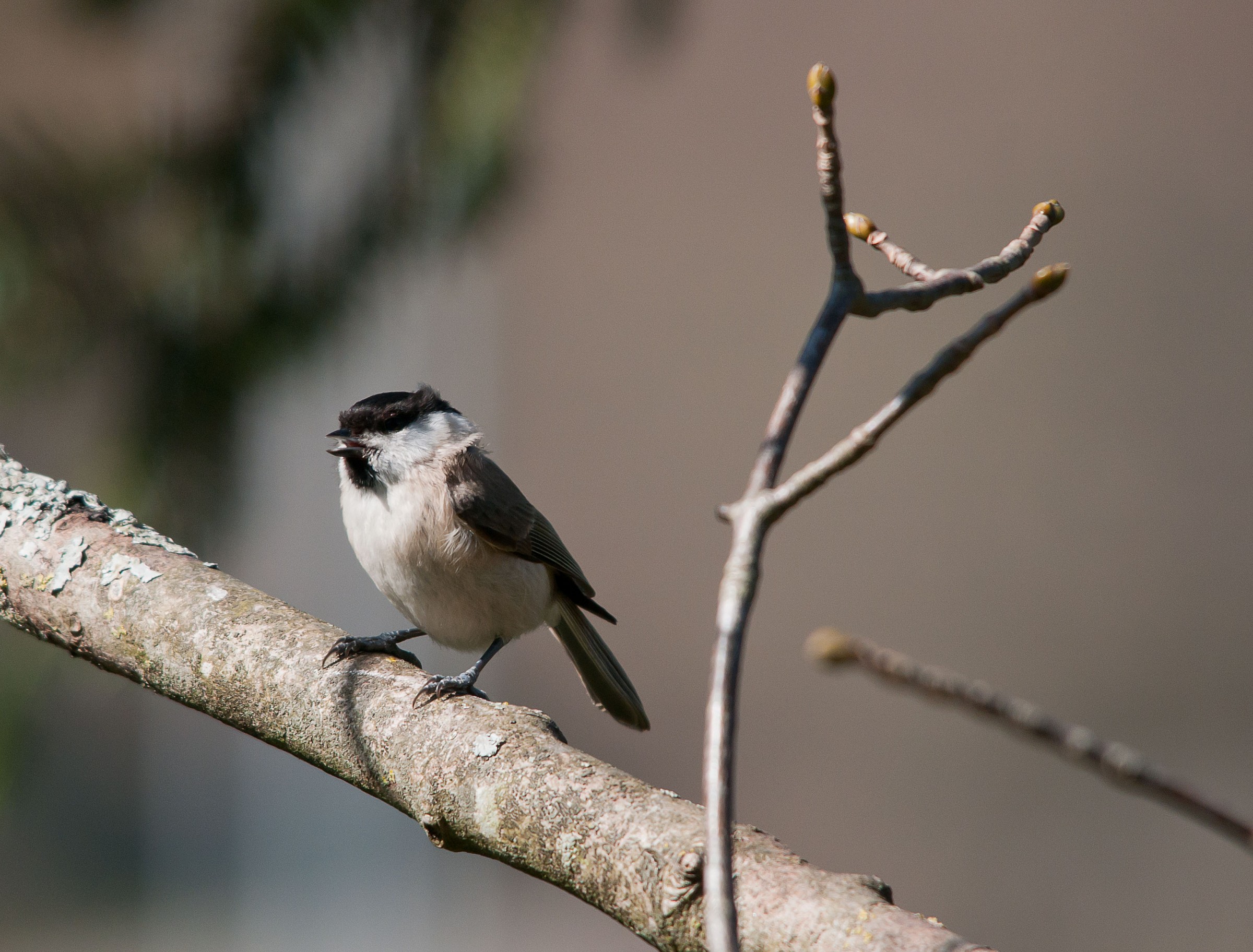 Blackcap