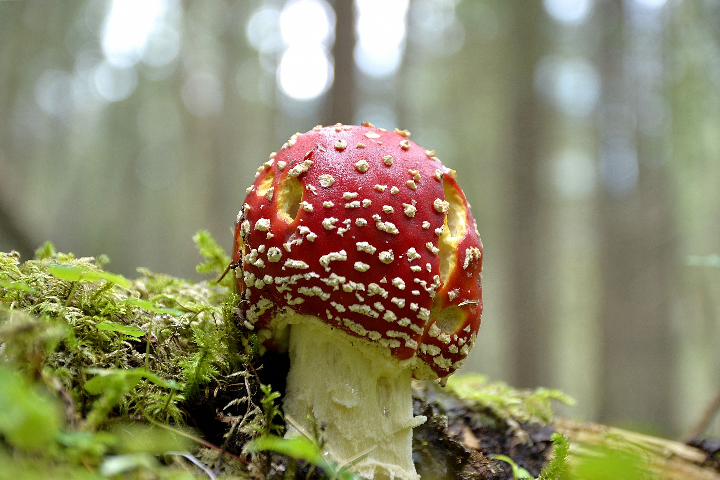 Show me the pictures ... but do not eat me ...